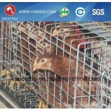 Fornecedor de China de gaiola de frango de alta qualidade